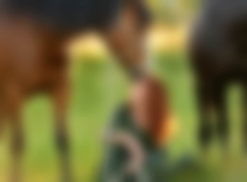 Heart of the Horse