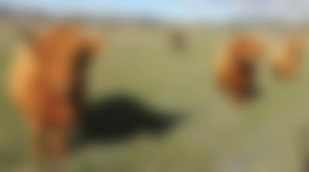 Background cows