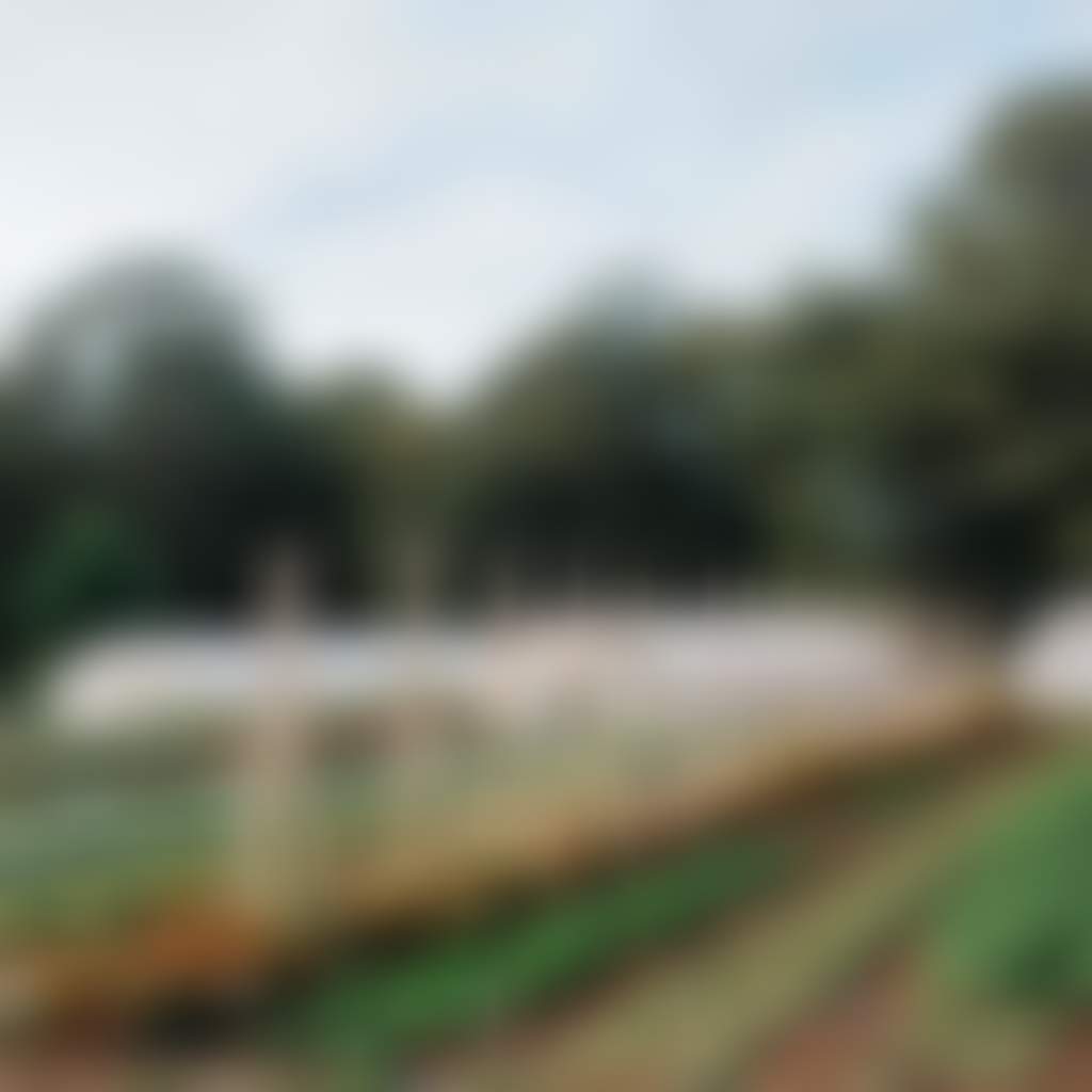 Productive gardens at Dairy Flat Farm 171245