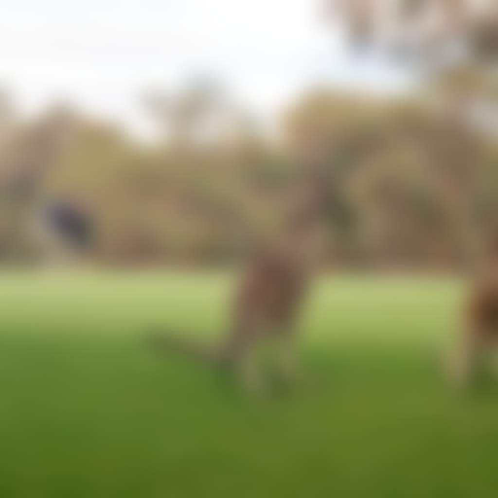 Hepburn Golf Course 4 Kangaroo on field