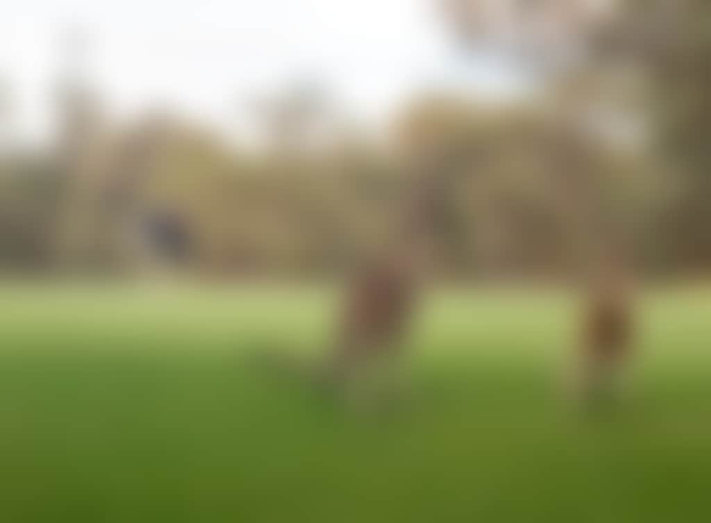 Hepburn Golf Course 4 Kangaroo on field
