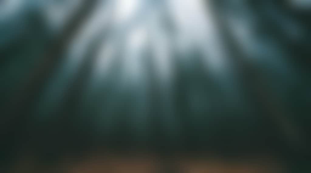 Daylesford Forest O Nature Outdoors inkdfoto