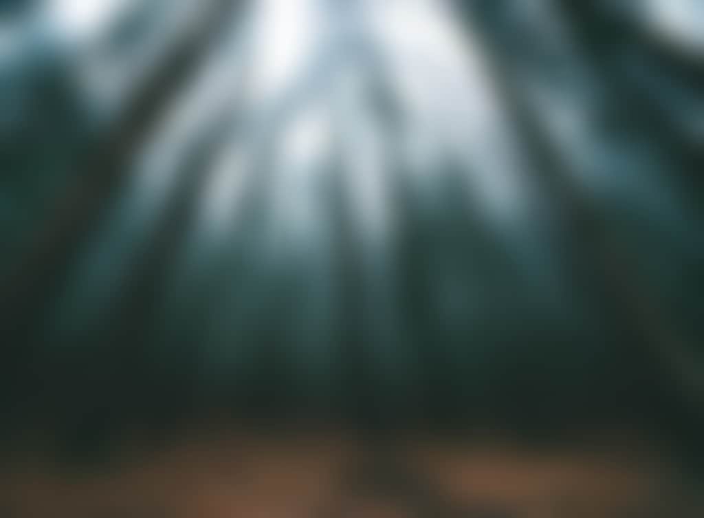 Daylesford Forest O Nature Outdoors inkdfoto