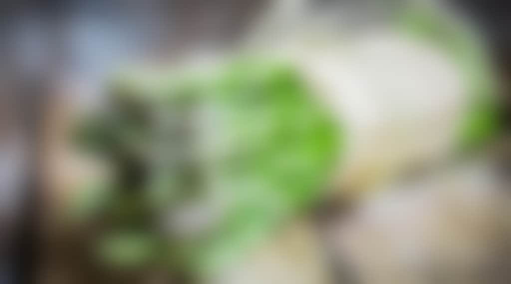 Asparagus 1920x960 1