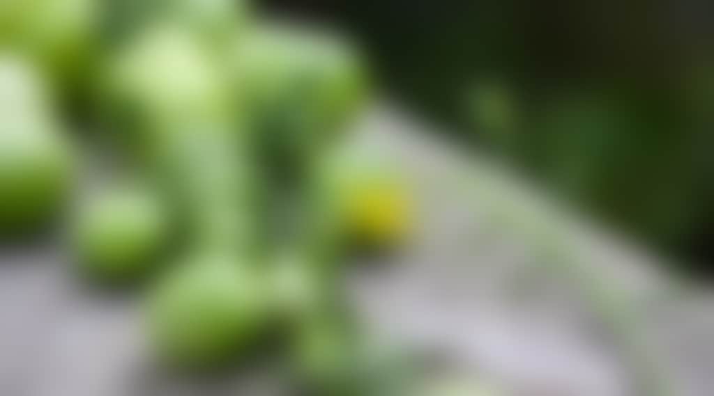 Green tomatoesethan mcarthur mba Ia Iss H Kc unsplash 2 scaled