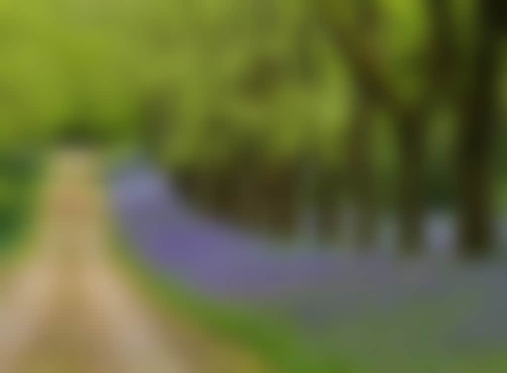 Duneira bluebells drive