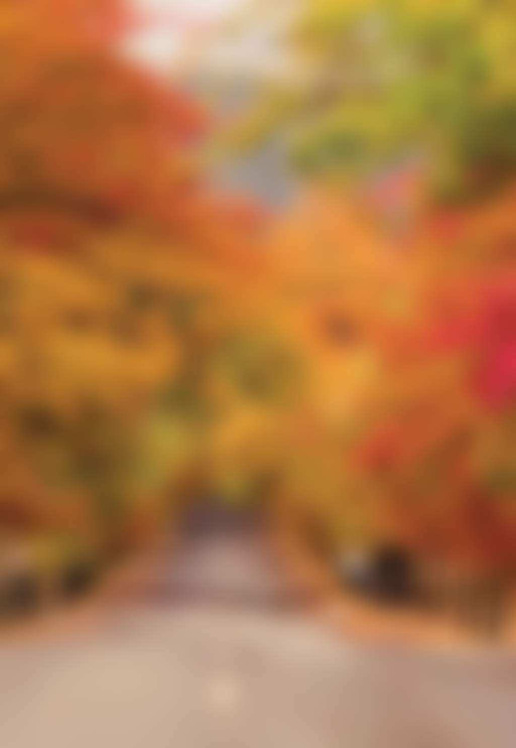 Avenue shutterstock 1057655933 Judah Grubb photo