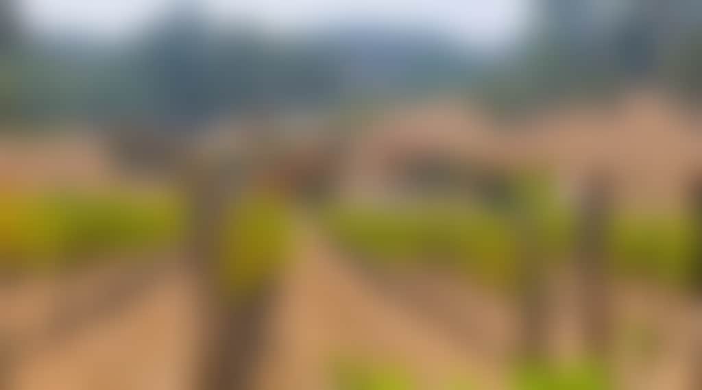 Guildford Winery 2 2